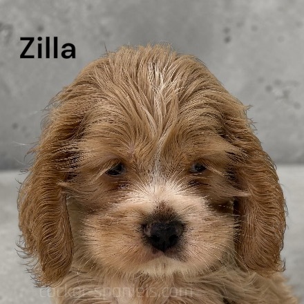 puppy, for, sale, Cocker Spaniel, Joe & Cherri  Overlease, dog, breeder, Miller, MO, dog-breeder, puppy-for-sale, forsale, nearby, find, puppyfind, locator, puppylocator, aca